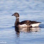 4210 Brant Goose (Branta bernicla), Vancouver Island, Canada
