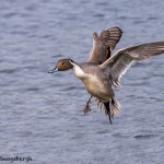 4219 Male Northern Pintail (Anas acuta), Vancouver Island, Canada
