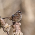 4228 Song Sparrow (Melospiza melodia), Vancouver Island, Canada