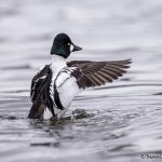 4229 Male Common Goldeneye (Bucephala clangula), Vancouver Island, Canada