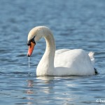 4232 Mute Swan (Cygnus olor), Vancouver Island, Canada