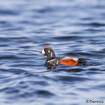 4240 Harlequin Duck (Histrionicus histrionicus), Vancouver Island, Canada