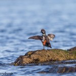4241 Harlequin Duck (Histrionicus histrionicus), Vancouver Island, Canada