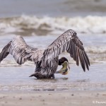 4258 Brown Pelican (Pelicanus-occidentalis), Bolivar Peninsula, Texas