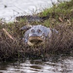 4262 American Alligator, Anahuac NWR, Texas