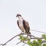 4263 Osprey (Pandion haliaetus), Anahuac NWR, Texas