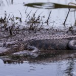 4264 American Alligator, Anahuac NWR, Texas