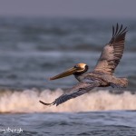 4265 Brown Pelican (Pelicanus occidentalis), Bolivar Peninsula, Texas