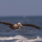 4271 Brown Pelican (Pelicanus occidentalis), Bolivar Peninsula, Texas