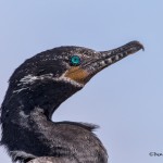4273 Neotropic Cormorant (Phalacrocorax brasilianus), Anahuac NWR, Texas