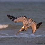 4274 Brown Pelican (Pelicanus occidentalis), Bolivar Peninsula, Texas
