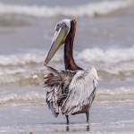 4281 Brown Pelican (Pelicanus occidentalis), Bolivar Peninsula, Texas