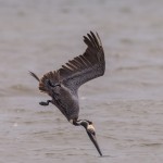 4282 Brown Pelican (Pelicanus occidentalis), Bolivar Peninsula, Texas