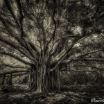 4288 Banyon Tree, Haleakala National Park, Maui, Hawaii