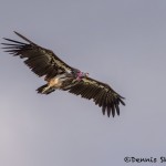 4305 Lappet-faced Vulture (Nubian Vulture), (Torgos tracheliotos), Tanzania