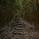 4315 Bamboo Forest, Pipiwai Trail, Maui, Hawaii