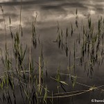4359 Reflections, Lough Leane, Killarney National Park, Co. Kerry