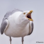 4434 Herring Gull (Larus argentatus), Algonquin Park, Ontario, Canada