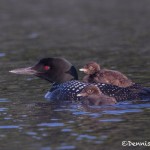 4436 Great Northern Loon (Gavia immer) with Chicks, Algonquin Park, Ontario, CA