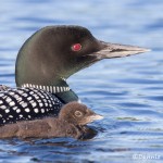 4437 Great Northern Loon (Gavia immer) with Chick, Algonquin Park, Ontario, Canada