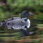 4438 Great Northern Loon (Gavia immer) with Chick, Algonquin Park, Ontario, Canada