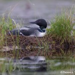 4445 Nesting Great Northern Loon (Gavia immer), Algonquin Park, Ontario, Canada