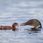 4448 Great Northern Loon (Gavia immer) Feeding Chick, Algonquin Park, Ontario, Canada