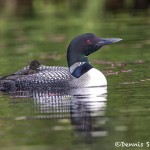 4449 Great Northern Loon (Gavia immer) with Chick, Algonquin Park, Ontario, Canada