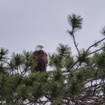 4453 Bald Eagle, Algonquin Park, Ontario, Canada