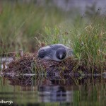 4454 Nesting Great Northern Loon (Gavia immer), Algonquin Park, Ontario, Canada