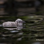 4455 Herring Gull Chick (Larus argentatus), Algonquin Park, Ontario, Canada