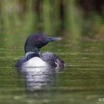 4456 Great Northern Loon (Gavia immer), Algonquin Park, Ontario, Canada