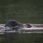 4457 Great Northern Loon (Gavia immer) Feeding Chick, Algonquin Park, Ontario, Canada