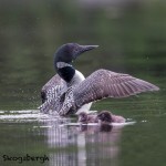 4462 Great Northern Loon (Gavia immer) and Chicks, Algonquin Park, Ontario, Canada