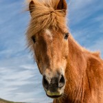 4467 Icelandic Horse