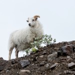4520 Domestic Icelandic Sheep