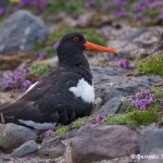 4522 Nesting Oystercatcher (Haematopus ostralegus), Latrabjarg, Iceland