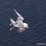 4530 Northern Fulmar (Fulmar glacialis), Latrabjarg Bird-Cliffs, Iceland