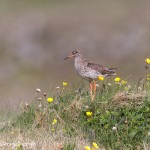 4536 Red Shank (Tringa totanus), Latrabjarg, Iceland