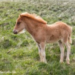 4555 Icelandic Foal