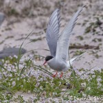 4561 Arctic Tern Nest (Sterna paradisaea), Latrabjarg, Iceland