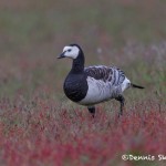 4565 Barnacle Goose (Branta leucopsis), Iceland