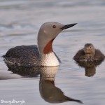 4568 Red-throated Loon (Gavia stellata) and Chick, Iceland
