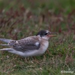 4569 Arctic Tern Chick (Sterna paradisaea), Iceland