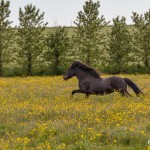 4572 Icelandic Horse