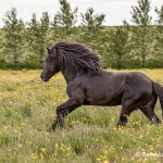 4573 Icelandic Horse