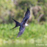 4584 Swallow-tailed Kite (Elanoides forficatus), Florida