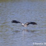 4587 Swallow-tailed Kite (Elanoides forficatus), Florida