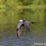 4588 Swallow-tailed Kite (Elanoides forficatus), Florida