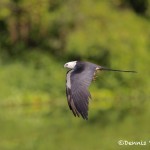 4589 Swallow-tailed Kite (Elanoides forficatus), Florida